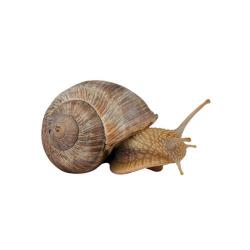 Helix spp., Theba pisana, Limax spp., Arion hortensis, etc., plaga