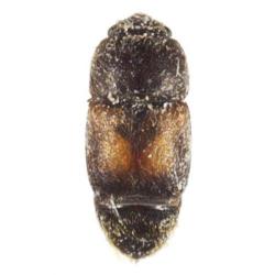 Carpophilus hemipterus, plaga