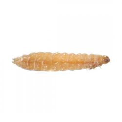 Carpophilus hemipterus, plaga