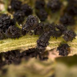 Cassida deflorata, plaga