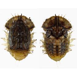 Cassida deflorata, plaga