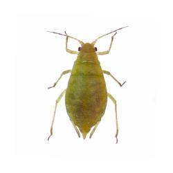 Cavariella aegopodii, plaga