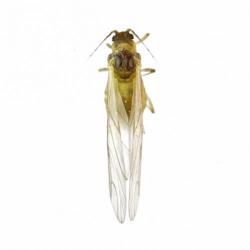Cavariella aegopodii, plaga