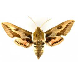 Celerio euphorbiae, plaga