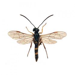 Cephus pygmaeus, plaga