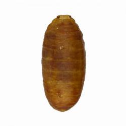 Ceratitis capitata, plaga