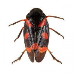 Cercopis sanguinolenta, plaga