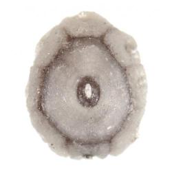 Ceroplastes rusci, plaga