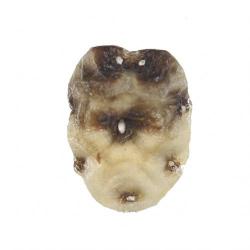 Ceroplastes sinensis, plaga