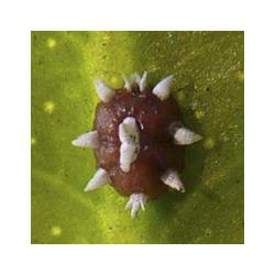 Ceroplastes sinensis, plaga