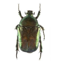 Cetonia aurata, plaga