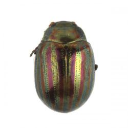 Chrysomela (= Chrysolina) americana, plaga