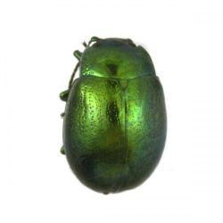 Chrysomela menthastri (= Chrysolina herbacea), plaga