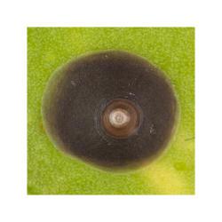 Chrysomphalus aonidum, plaga