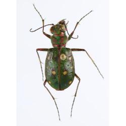 Cicindela campestris , plaga
