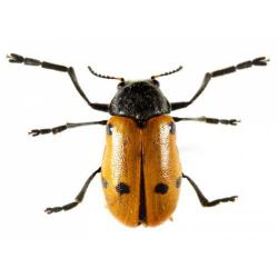 Clytra sexpunctata, plaga