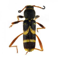 Clytus arietis, plaga