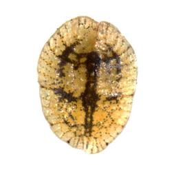 Coccus hesperidum, plaga