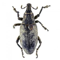 Conorrhynchus mendicus, plaga
