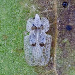 Corythuca ciliata, plaga