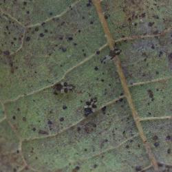 Corythuca ciliata, plaga