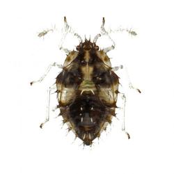 Corythuca ciliata, plaga