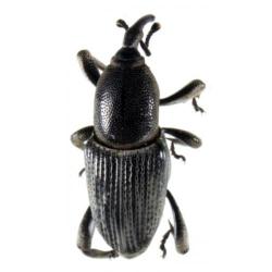 Cosmopolites sordidus, plaga