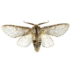 Cossus cossus, plaga