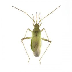 Creontiades pallidus, plaga
