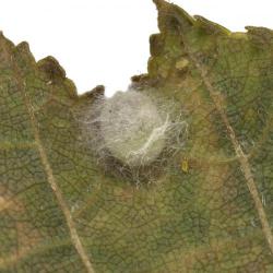 Chrysoperla carnea, plaga