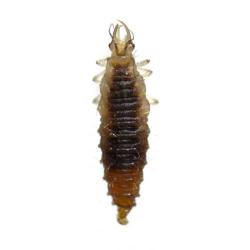 Chrysoperla carnea, plaga