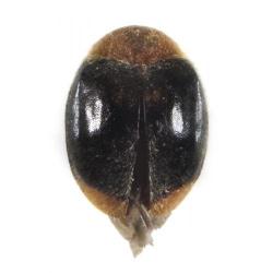 Cryptolaemus montrouzieri, plaga