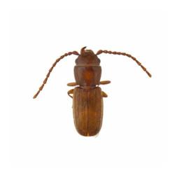 Cryptolestes spp., plaga