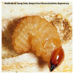 Cryptorhynchus lapathi, plaga