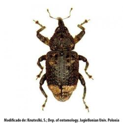 Cryptorhynchus lapathi, plaga