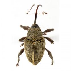 Curculio elephas, plaga