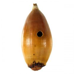 Curculio elephas, plaga