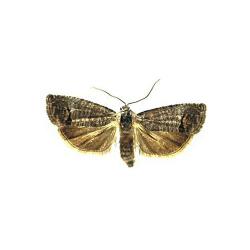 Cydia pomonella, plaga