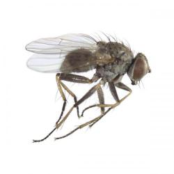 Delia spp.; D. antiqua, D. platura y D. radicum, plaga