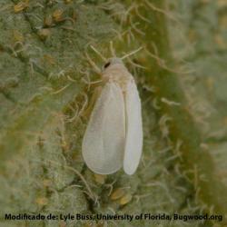 Dialeurodes citri, plaga