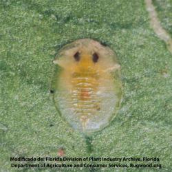 Dialeurodes citri, plaga