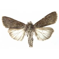 Dicranura spp., plaga