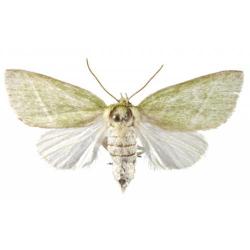 Earias insulana, plaga