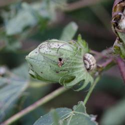 Earias insulana, plaga