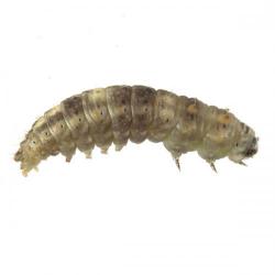 Earias insulana, plaga
