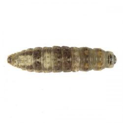 Earias insulana, plaga