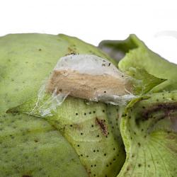 Earias insulana, plaga
