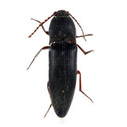 Agriotes spp.; A. lineatus y A. sputator, Elater sp., Lacon murinus, plaga