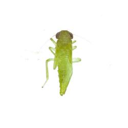Empoasca spp., plaga