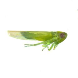 Empoasca spp., plaga